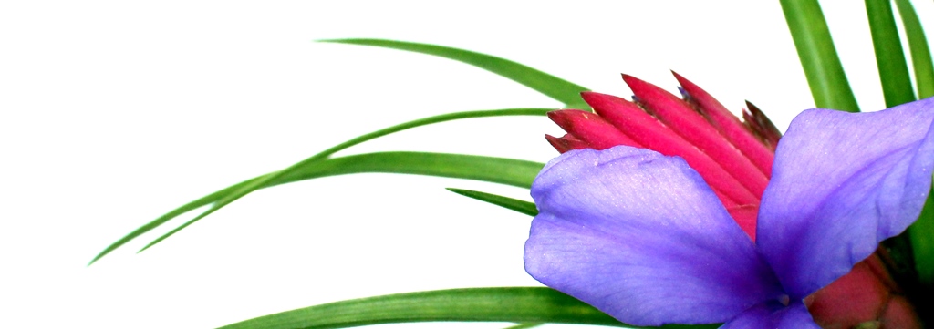 viragzo bromelia es viragzo tillandsia novenyek vasarlasa a marczika kerteszetben